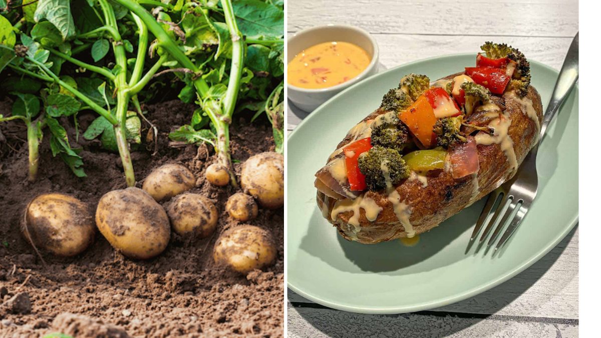 How to Grow Potatoes for Loaded Vegetarian Baked Potatoes