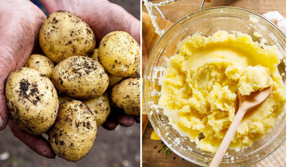 Kitchen Gardening 101: Grow Potatoes for Mashed Potato Bowls