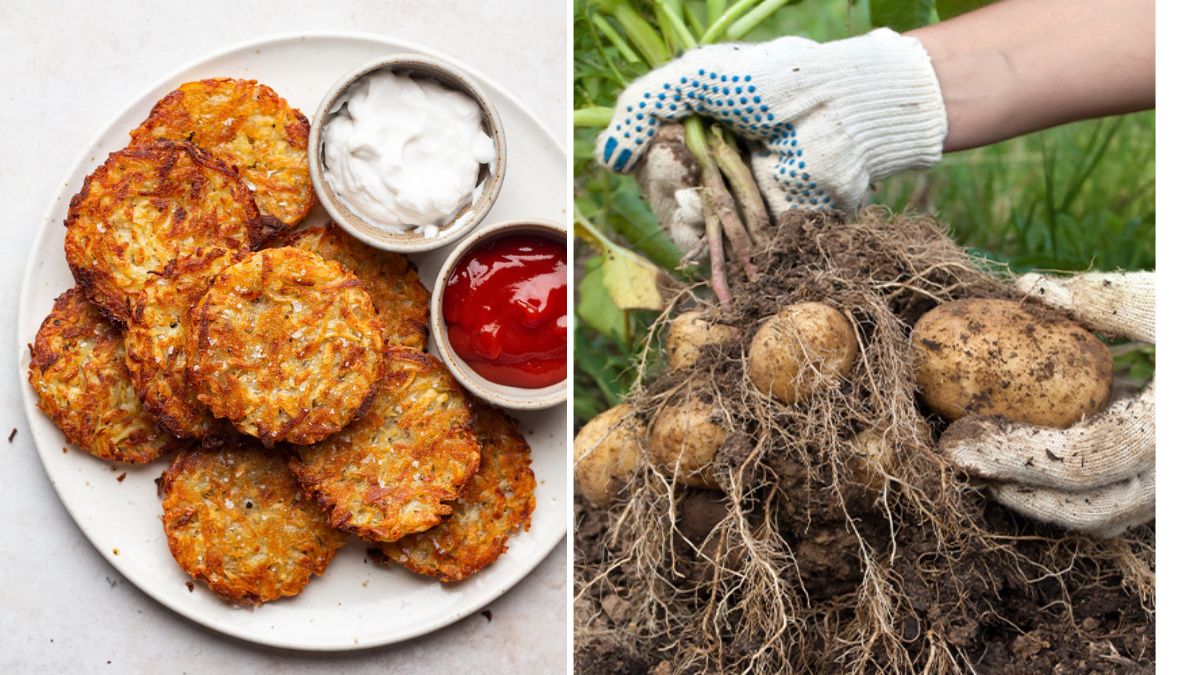 Grow Potatoes to Make Your Own Veggie Hash Browns