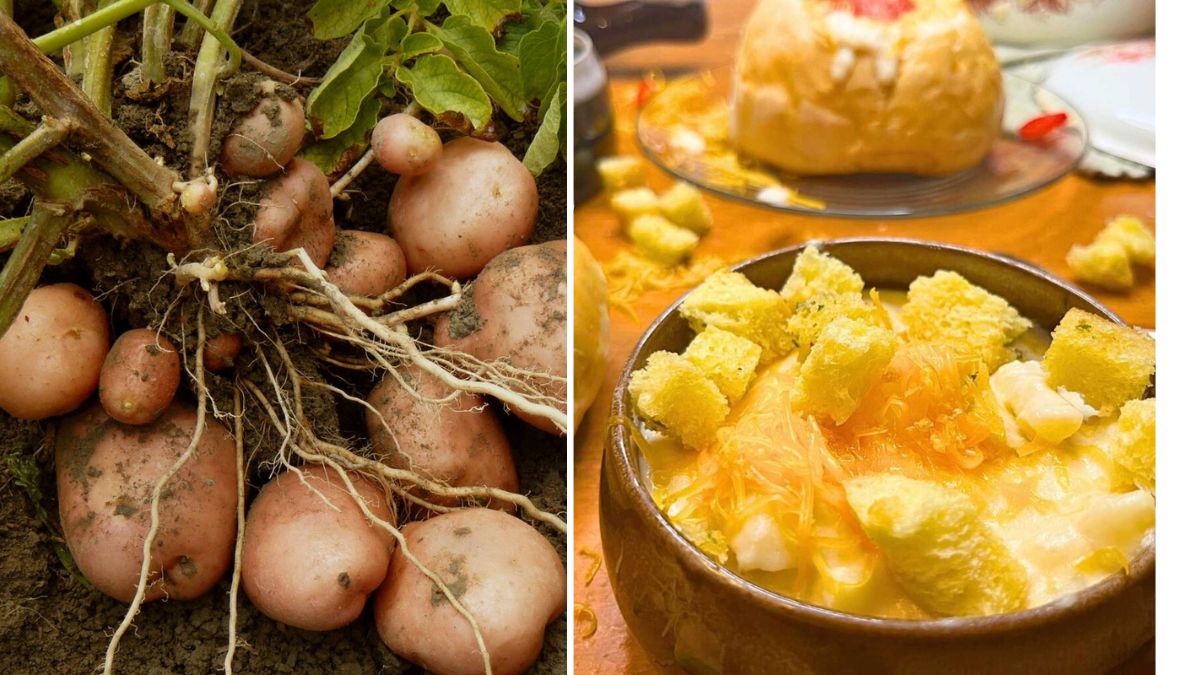 Garden Fresh Potatoes for Creamy Vegetarian Potato Soup