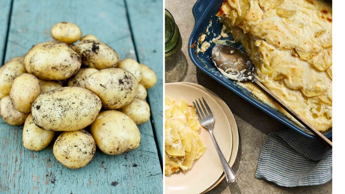 The Best Potatoes to Grow for Scalloped Potato Casseroles