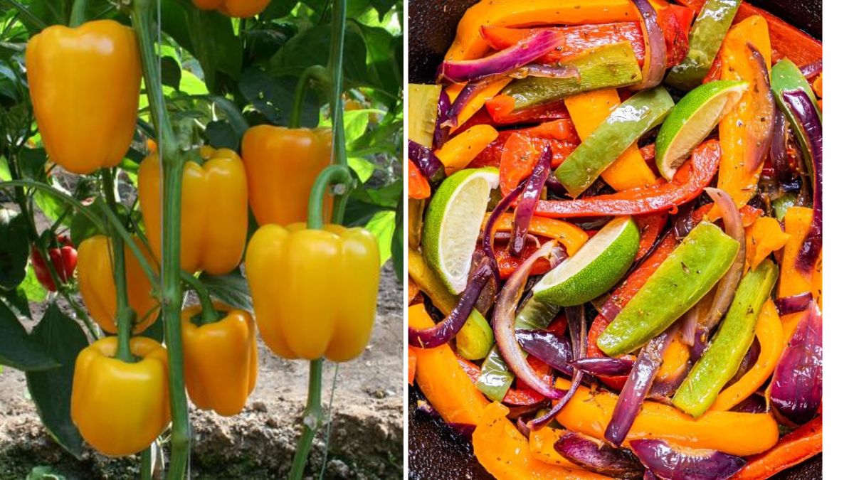 Grow Bell Peppers for Flavorful Veggie Fajitas
