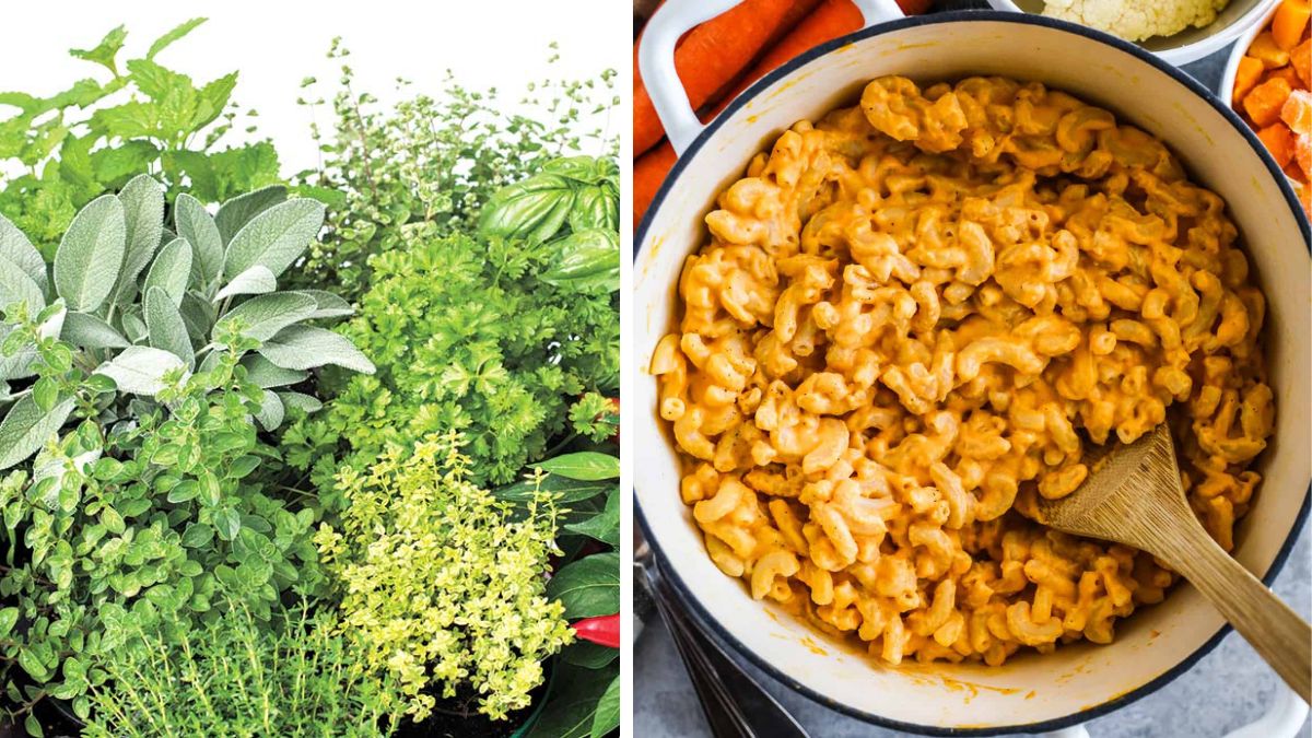 How to Grow Ingredients for Mac and Cheese with Veggies