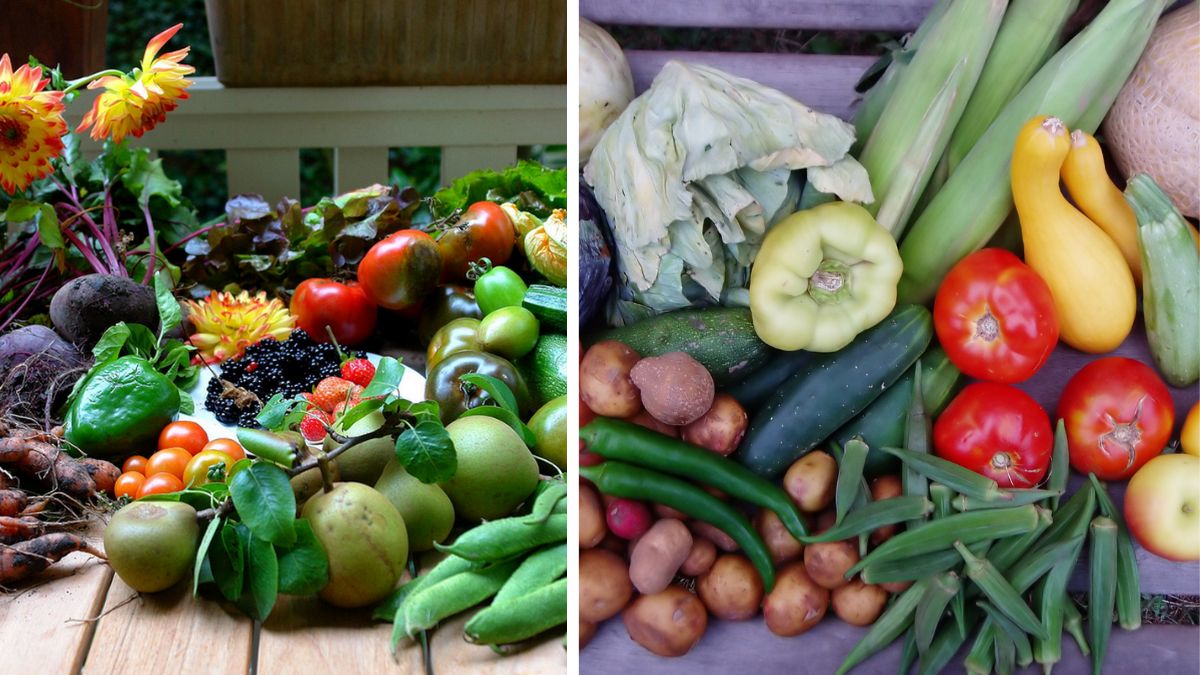 Backyard Garden to Brunch: Vegetarian Ideas with Homegrown Produce