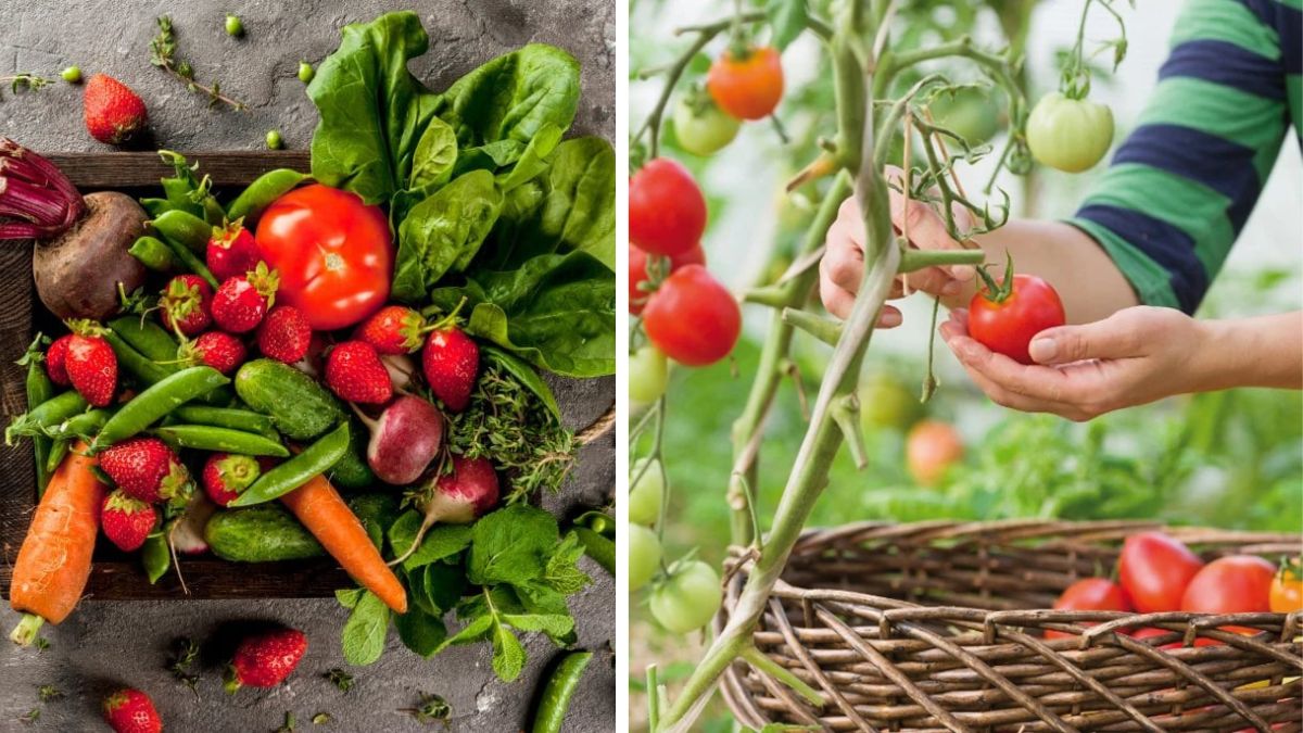 Grow and Glow: Plant-Based Wellness Starts in Your Garden