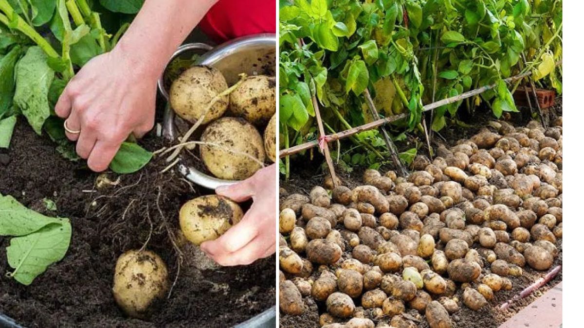 How to Grow Potatoes for Homemade Veggie Dishes in Your Backyard