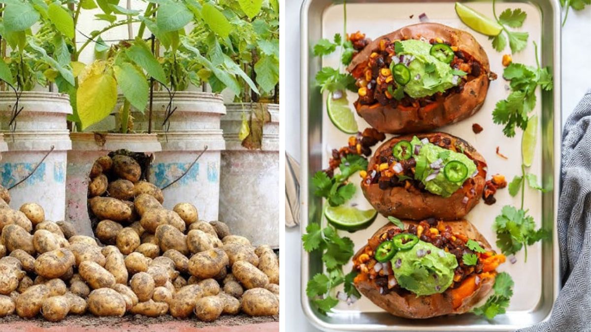 Grow Potatoes at Home for Wholesome Vegetarian Meals