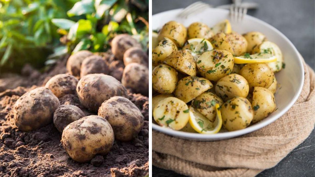 Backyard Potato Gardening for Delicious Veggie Comforts