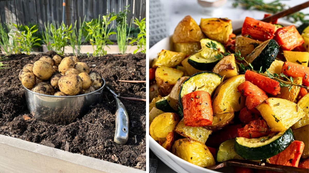 From Soil to Supper: Grow Potatoes for Homemade Veggie Dishes
