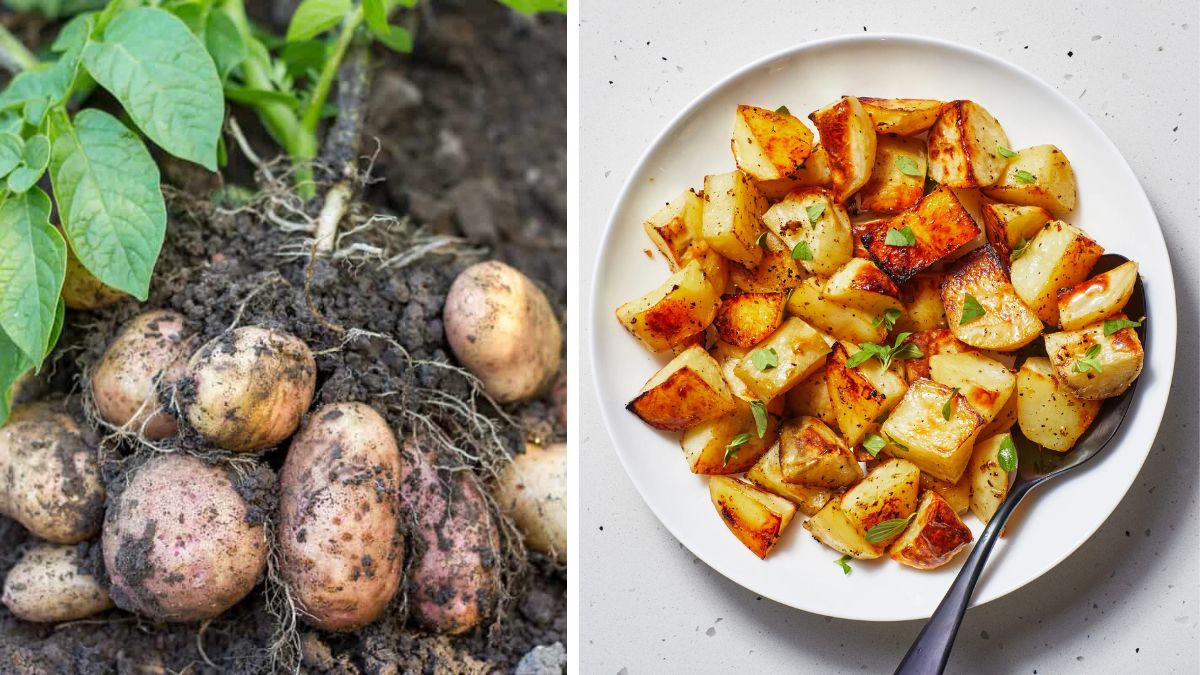 How to Plant, Grow, and Cook Your Own Potatoes