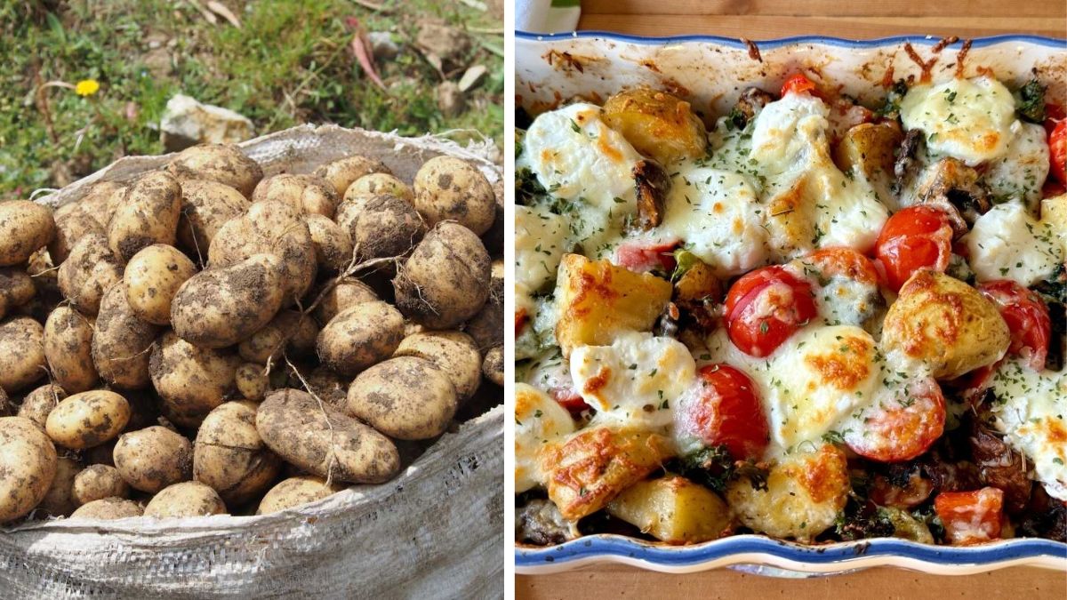 Homegrown Potatoes for Cozy Veggie Family Dinners