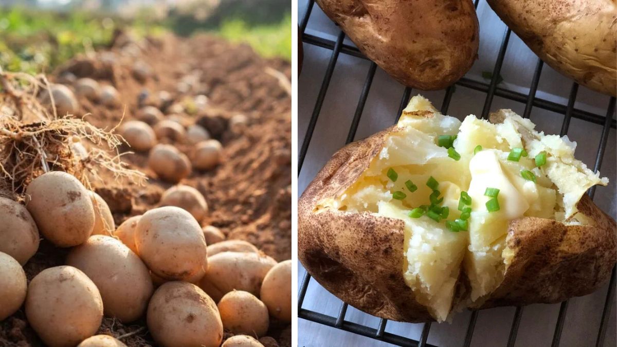 Transform Your Backyard into a Potato Paradise