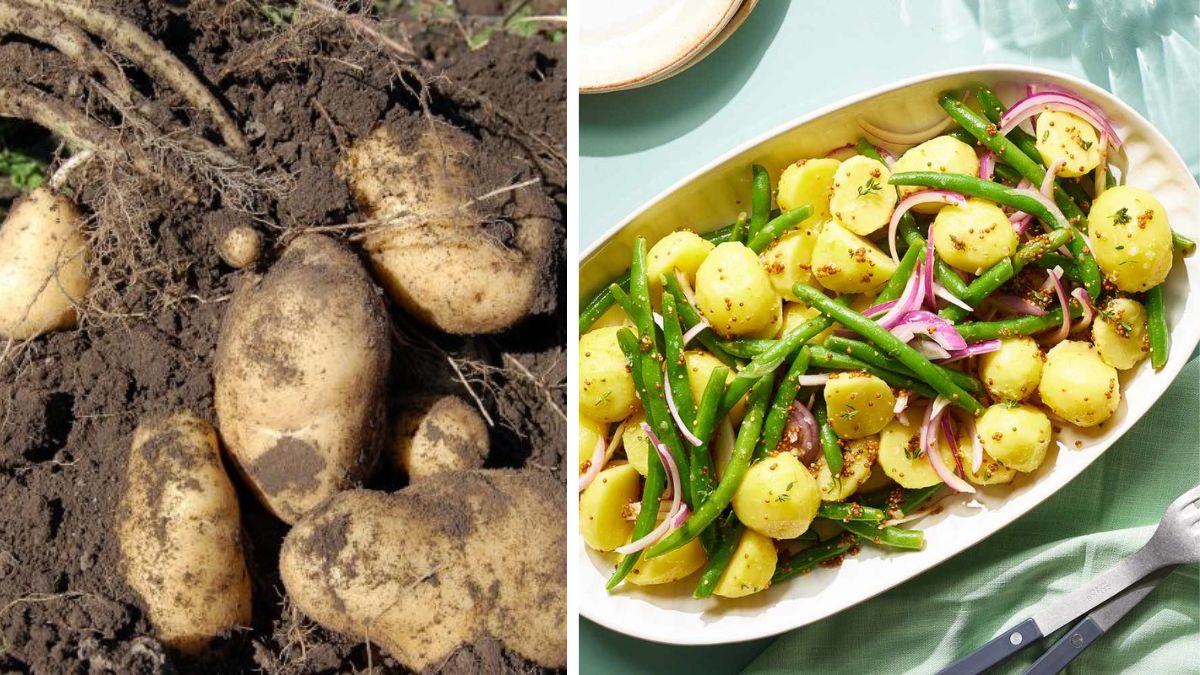 Easy Potato Gardening for Everyday Veggie Meals