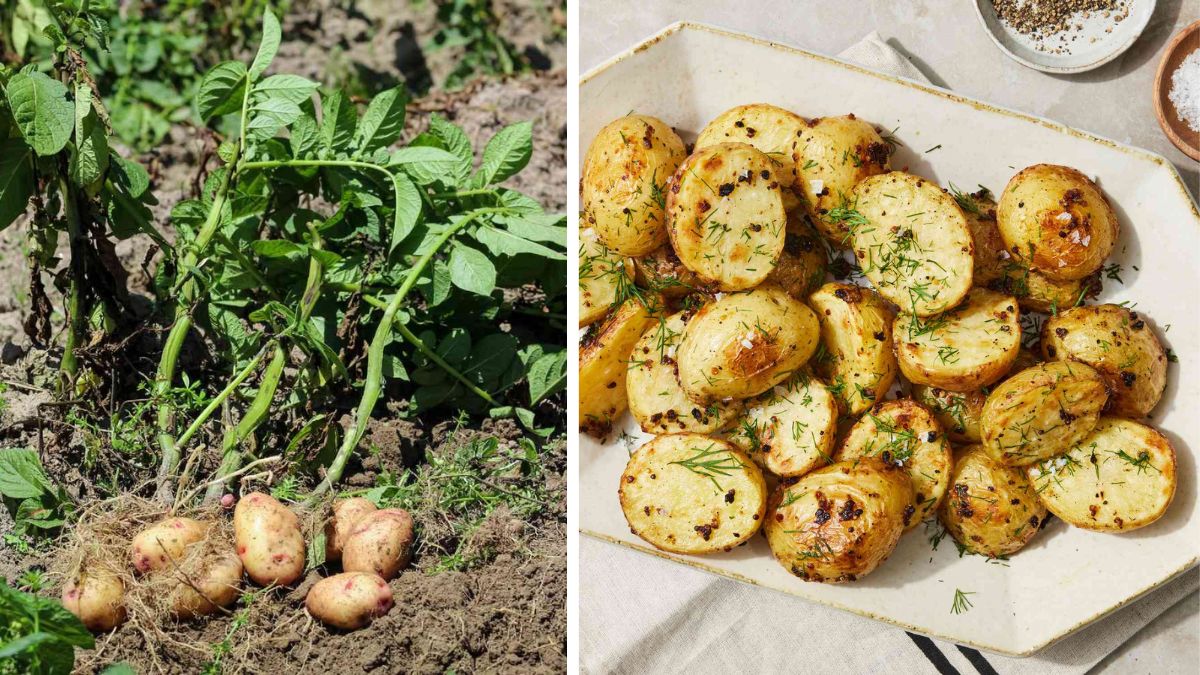 Farm-to-Fork Flavor: Potatoes from Your Own Garden
