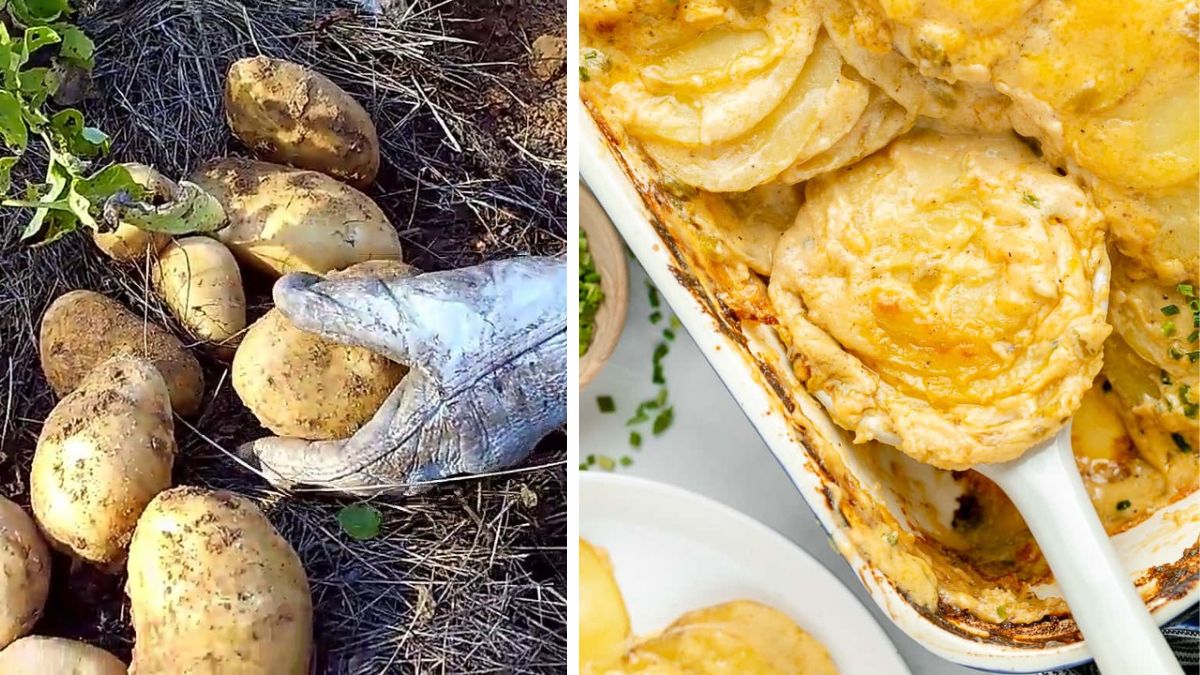 How to Grow Potatoes for Creative Veggie Recipes