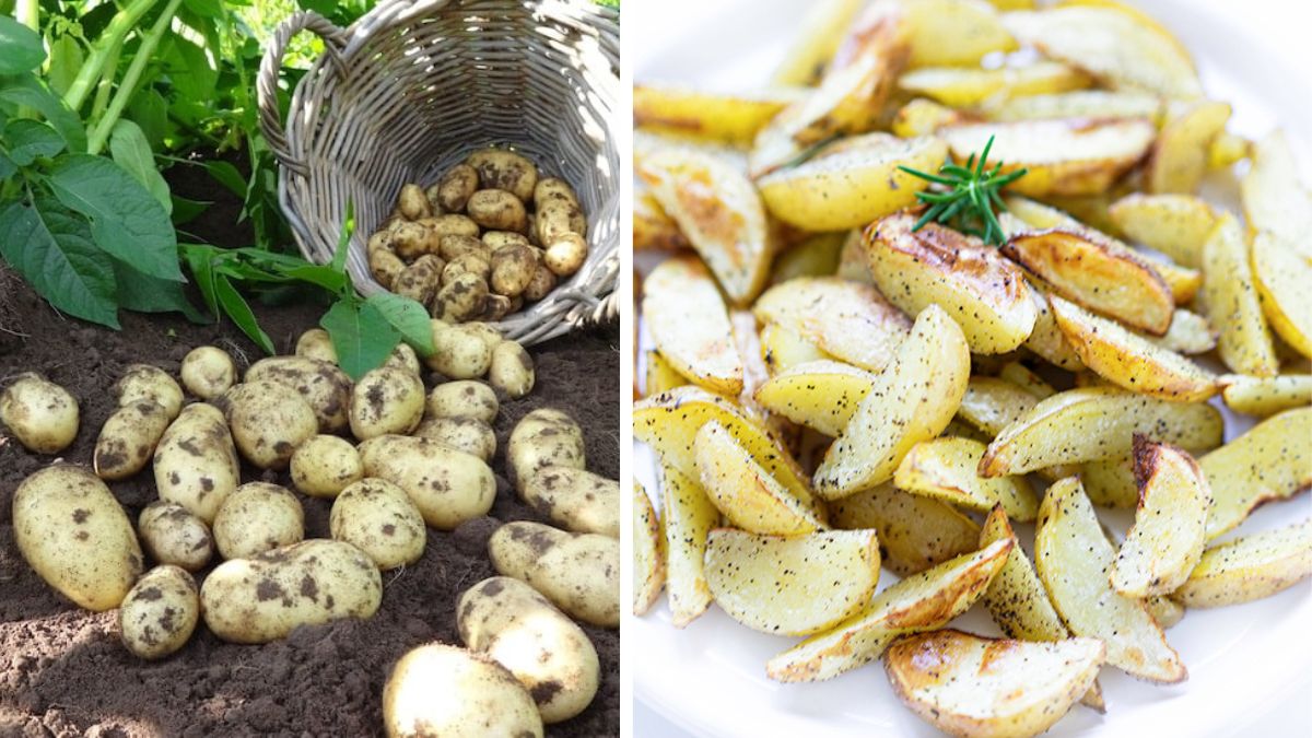 Backyard Potatoes for Sustainable Vegetarian Living