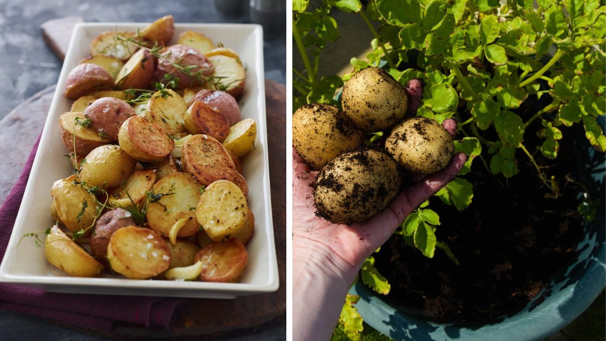 Backyard Gardening Tips for Perfect Potatoes