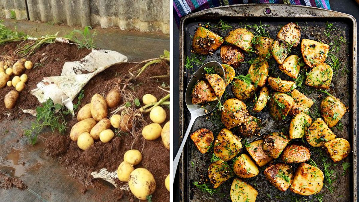 Potatoes You Grow Yourself Taste Better — Here’s How