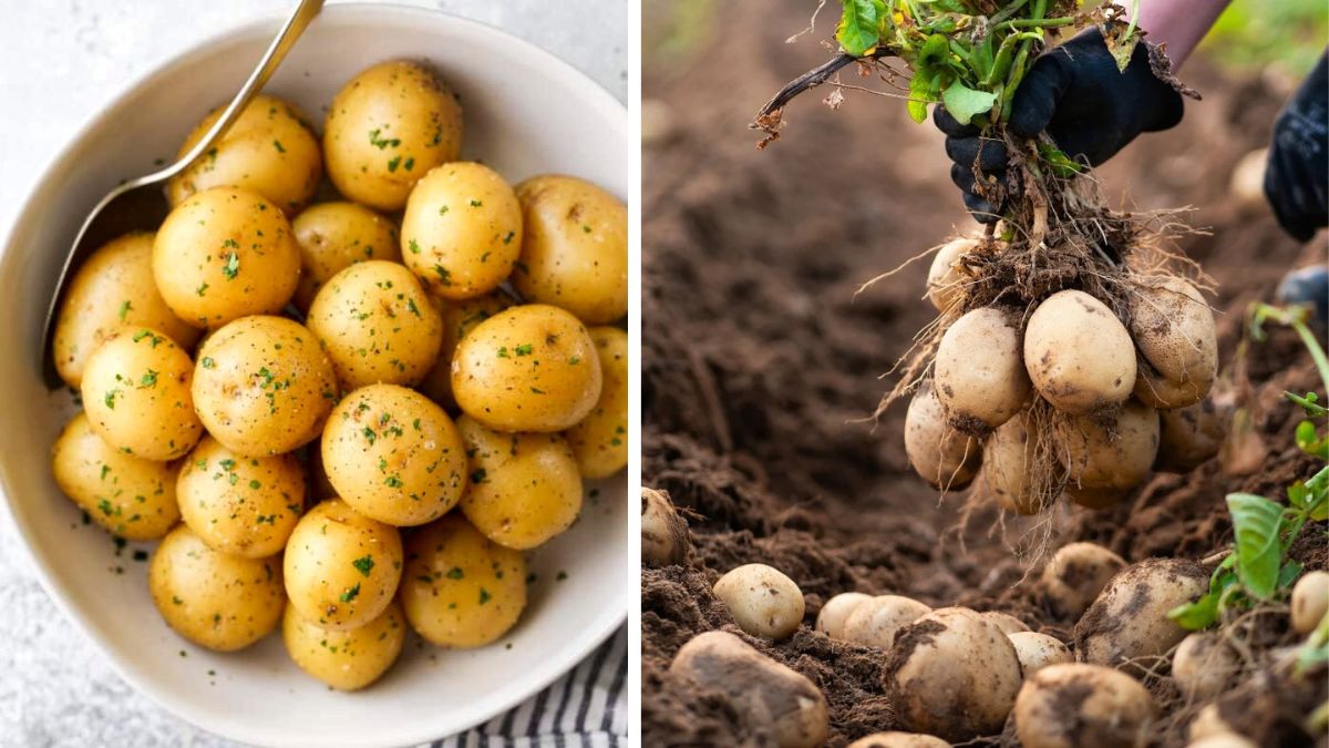 From Backyard Harvest to Veggie Feast: Potatoes Done Right