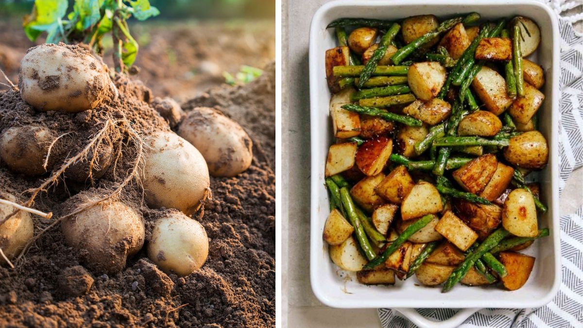 How to Start a Potato Garden for Homemade Vegetarian Meals