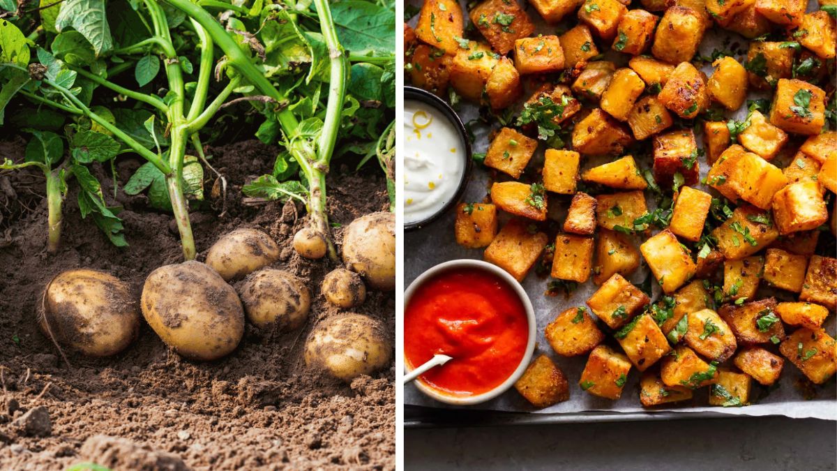 From Dirt to Dinner: Growing Potatoes for Veggie Cuisine