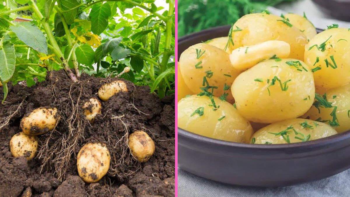 Backyard Potato Gardening for Beginners