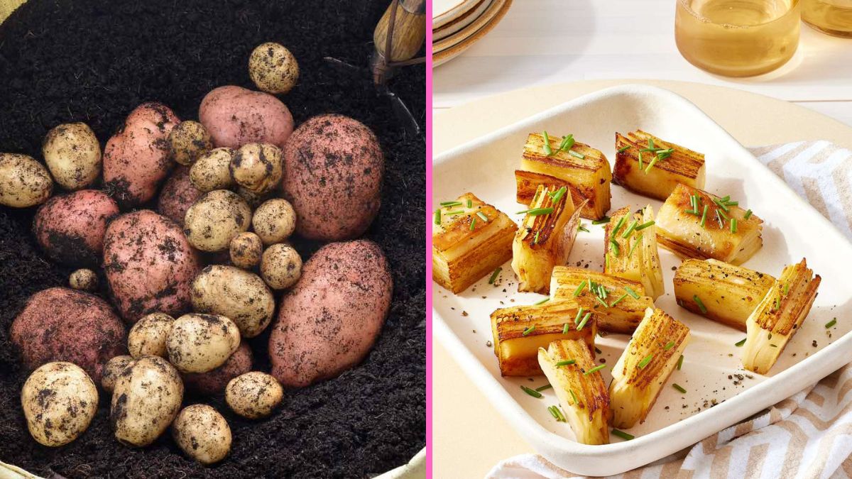How to Harvest Potatoes for Your Favorite Veggie Recipes