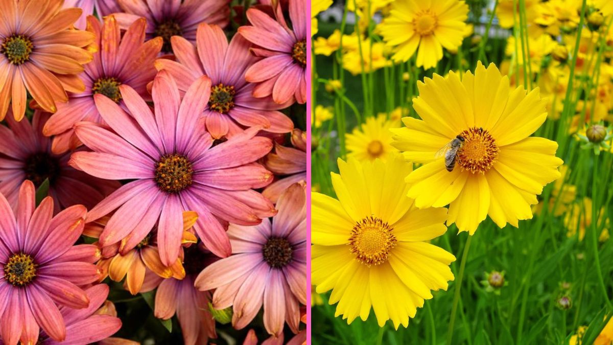 6 Perennial Flowers That Bloom Beautifully All Year