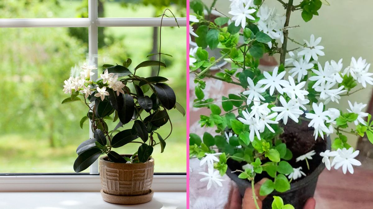 How to Grow Fragrant Jasmine on Your Balcony