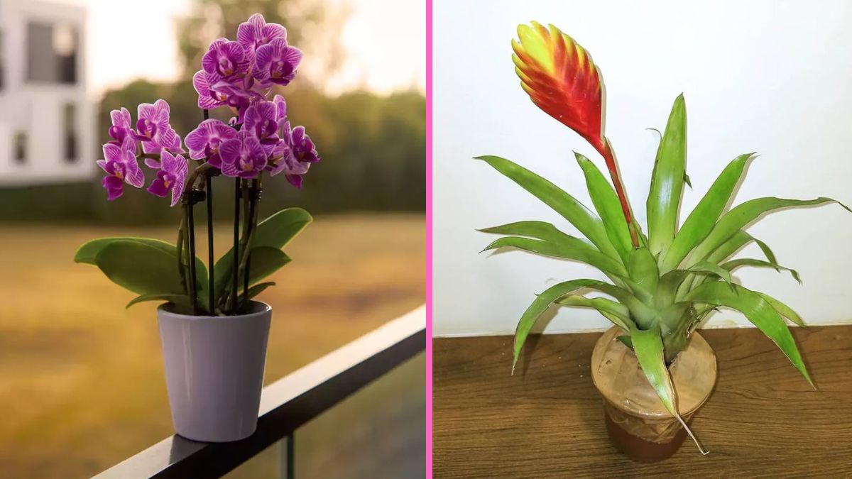 7 Shade-Loving Flowers That Thrive Indoors