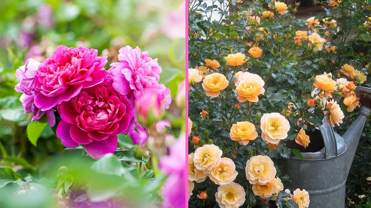 6 Easy-to-Grow Roses for Beginners