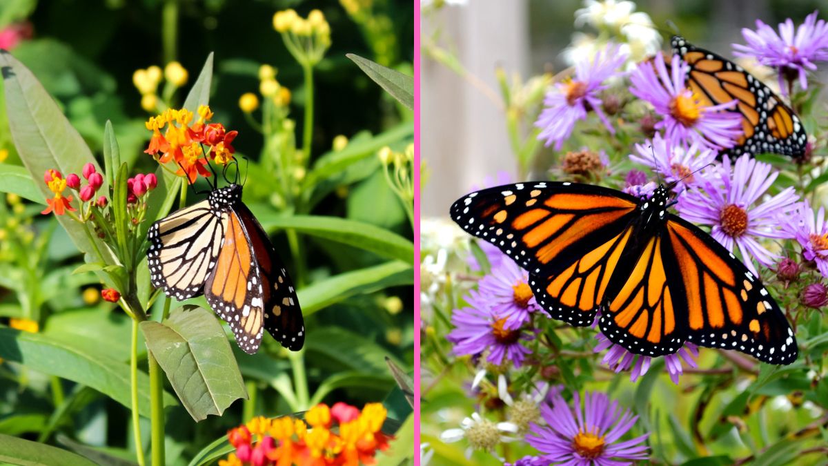 How to Create a Butterfly-Friendly Garden in Small Spaces