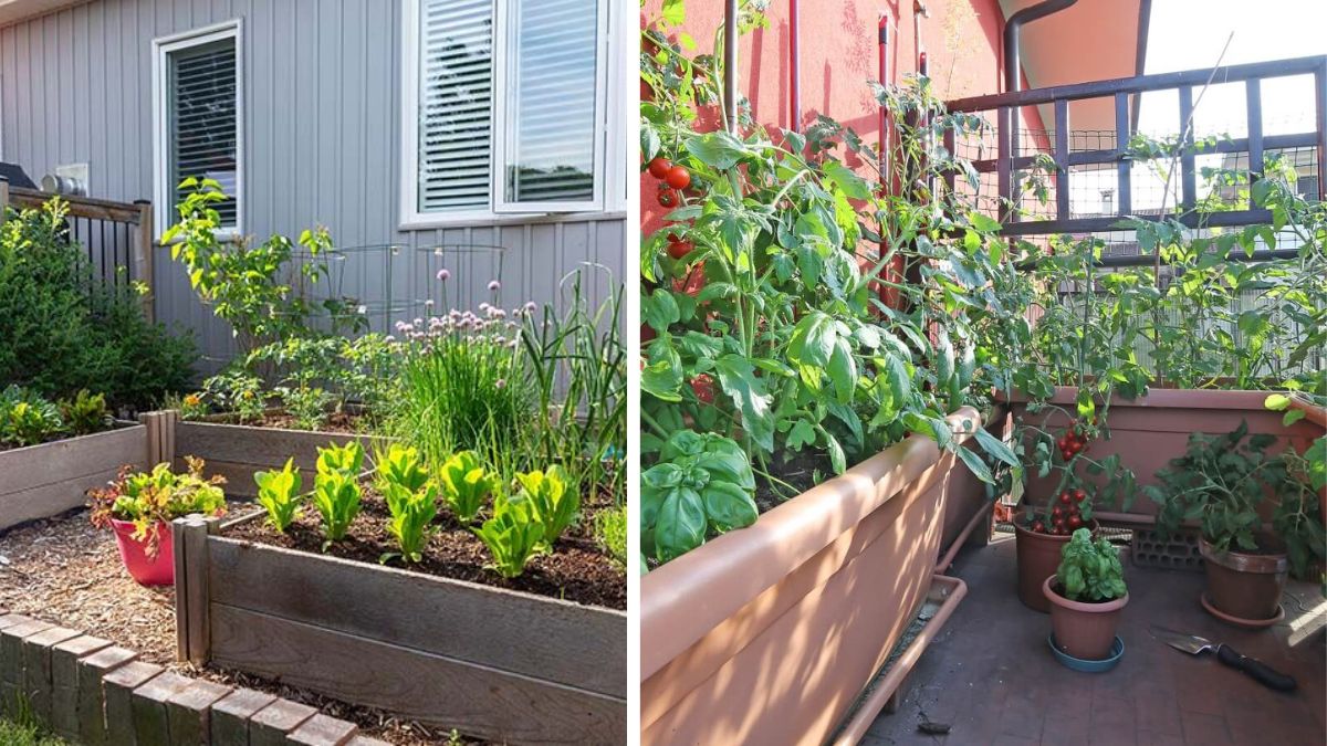 Easy Backyard Garden Projects for Veggie Lovers