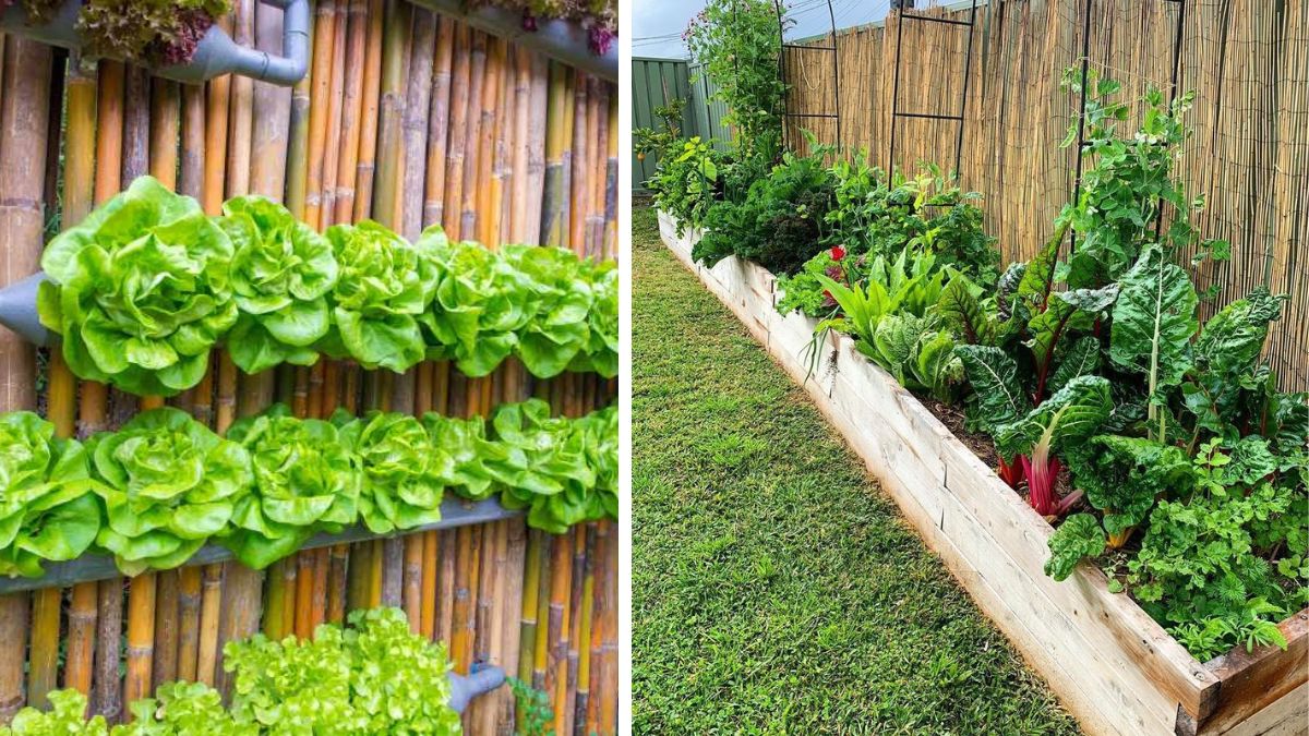 Backyard Gardening to Support a Vegetarian Lifestyle
