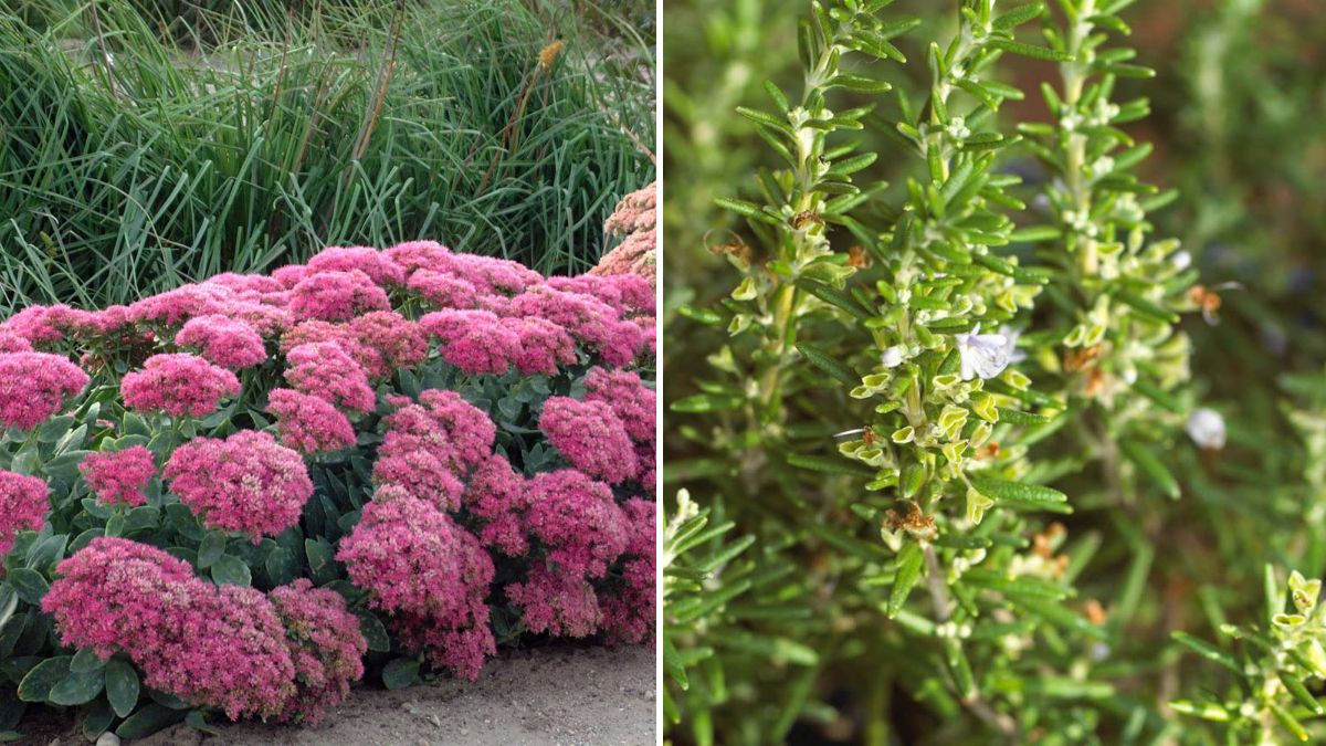 6 Hardy Plants That Thrive Even in Cold Weather: A Complete Guide to Winter-Proof Gardening