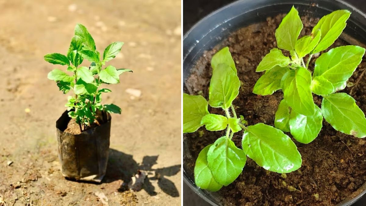 Tulsi at Home: Complete Guide to Growing Holy Basil from Seeds (With Full Updates)