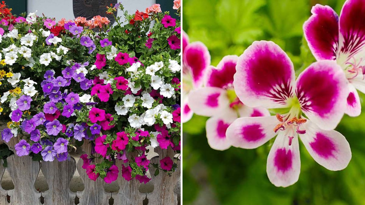 5 Spring Flowers That Brighten Any Balcony: Bring Color, Fragrance & Life to Small Spaces