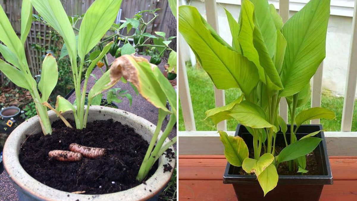 Golden Harvest: How to Grow Turmeric (Haldi) in Pots – Complete Guide with Full Updates