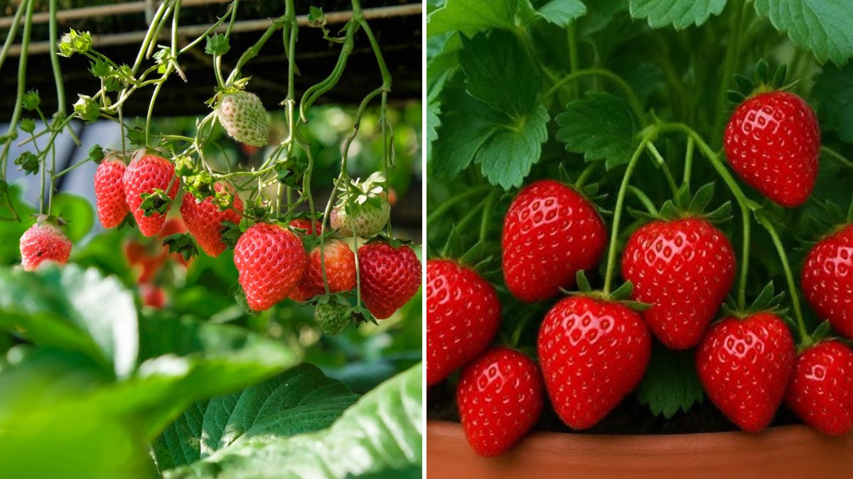 Berry Delight: How to Grow Strawberries from Seed – Complete Guide with Full Updates