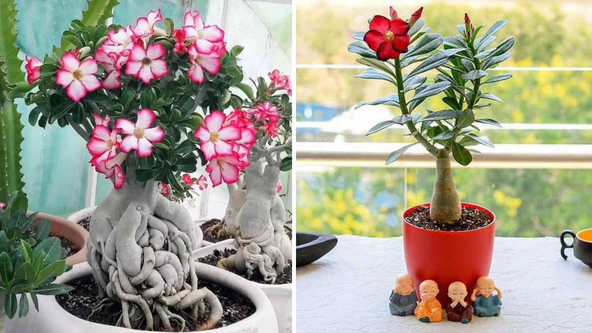 How to Create an Adorable Adenium Bonsai: Fast, Easy, and Fun!