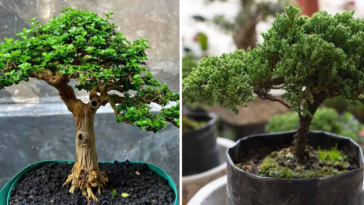 Transform Your Nursery Plant into a Beautiful Bonsai: Fast, Easy, and Fun!