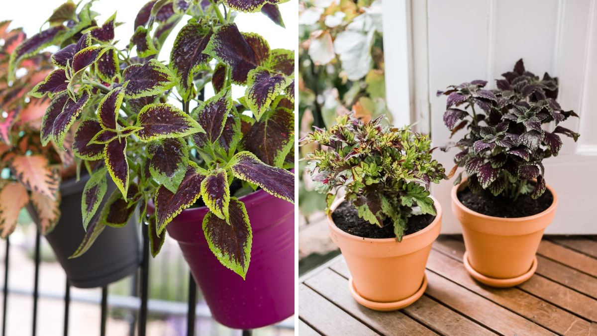 Grow Vibrant Coleus from Cuttings: No Rooting Hormone Needed – Fast & Easy Guide