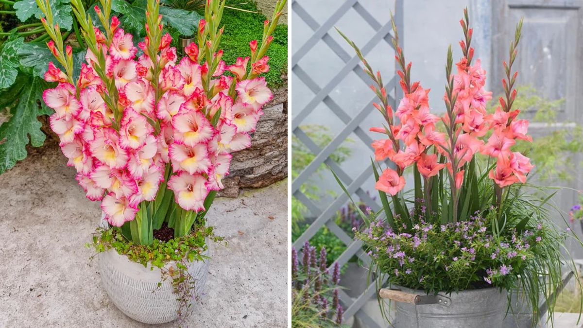 Grow Stunning Gladiolus Flowers from Bulbs: Fast, Easy, and Guaranteed Success