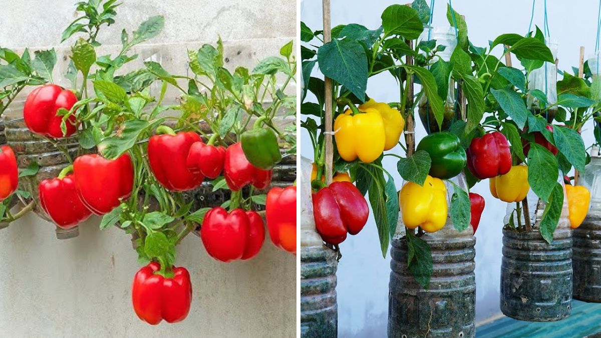 Grow Bell Peppers (Capsicum) at Home: Complete Step-by-Step Guide with Updates