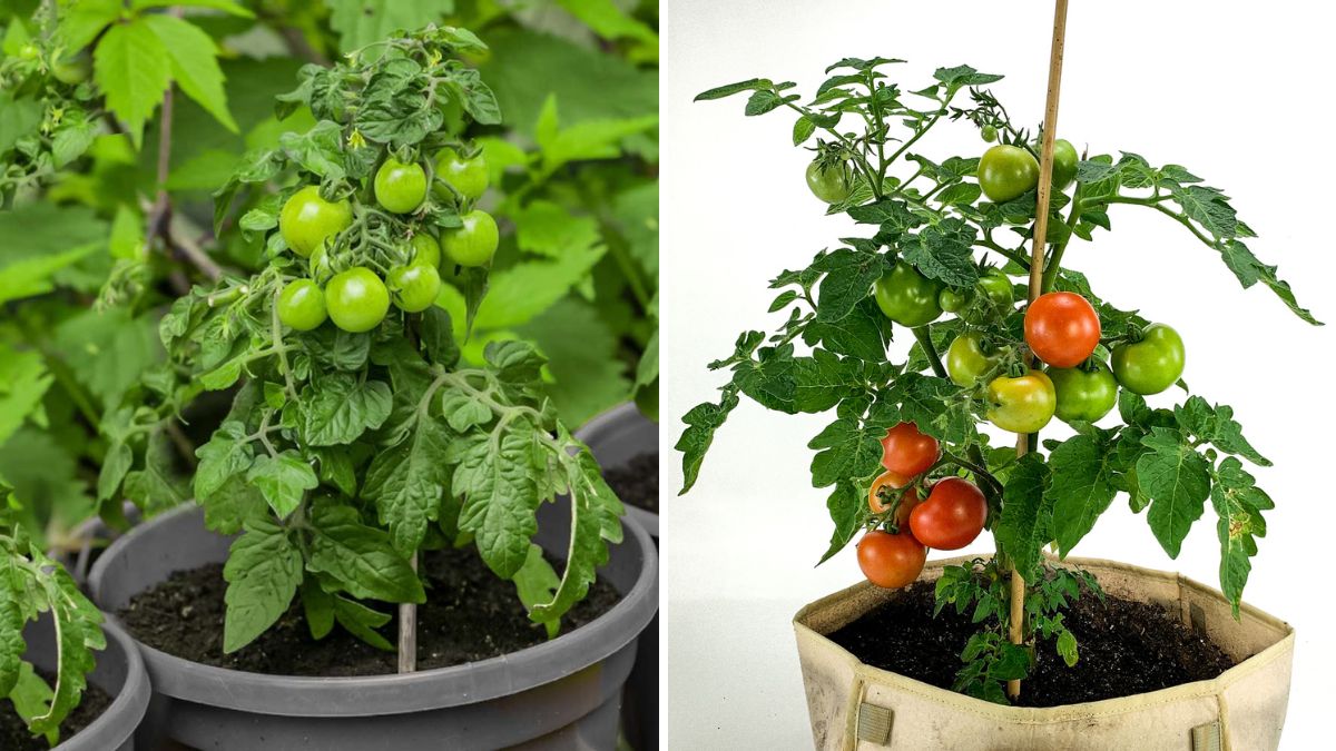 Grow Juicy Tomatoes at Home: Easiest Method Ever with Step-by-Step Updates