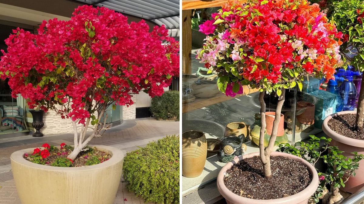 The Ultimate Guide to the Best Fertilizers for Bougainvilleas: Boost Flowering and Growth Fast