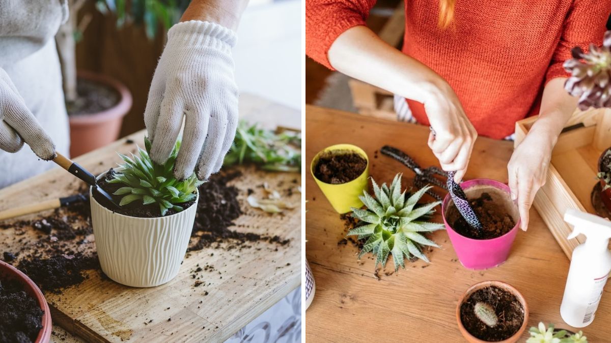 Propagate Succulents Like a Pro – Step-by-Step Guide for Lush, Healthy Plants