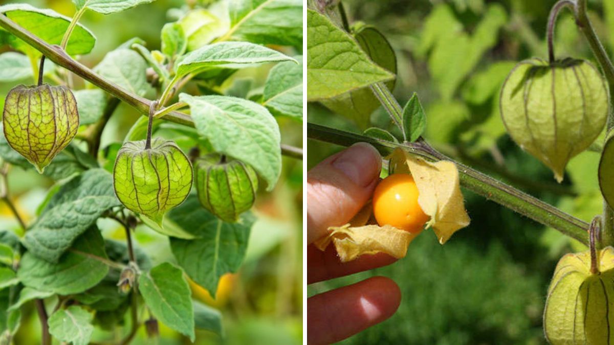 Grow Cape Gooseberry (Rhasbari/Physalis) at Home – Ultimate Guide for Juicy, Healthy Fruits