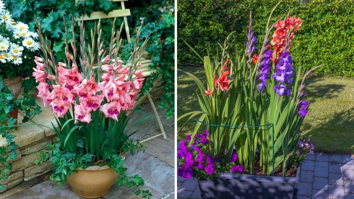 Grow Stunning Gladiolus (Gladioli/Gladiola) Bulbs at Home – Updated Complete Guide