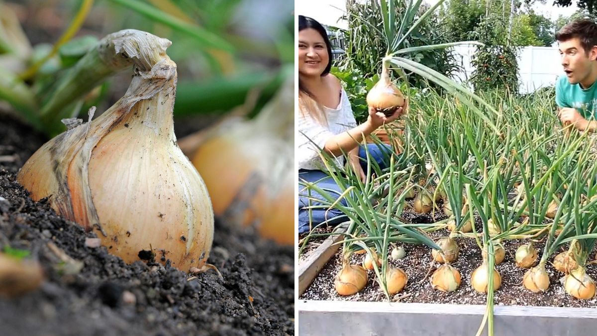 Grow Big, Juicy Onions at Home – Ultimate Guide for a Record Harvest